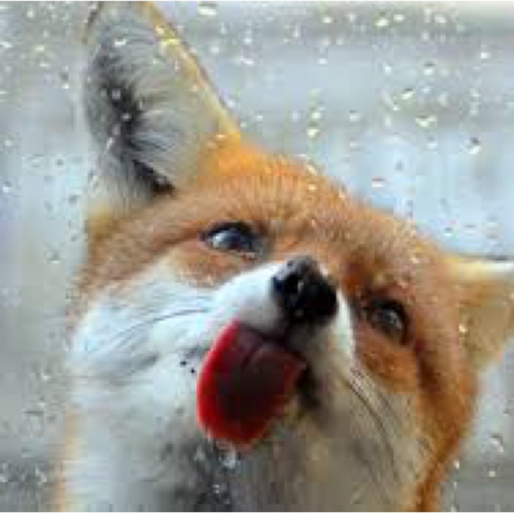 Meet your Posher, Fox